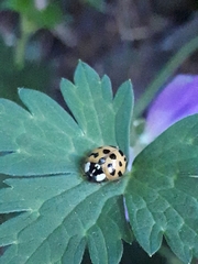 Harmonia axyridis