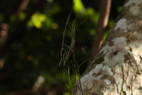 Image of Dendrobium bowmanii by (c) Greg Tasney, some rights reserved (CC BY-SA)