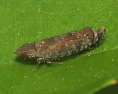 Scaphytopius cinnamoneus