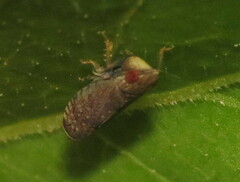 Scaphytopius cinnamoneus