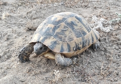 Testudo graeca ibera