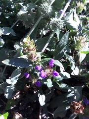 Prunella grandiflora