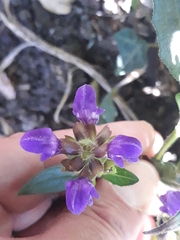 Prunella grandiflora