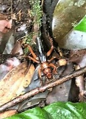 Stenopelmatus sartorianus