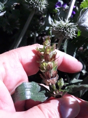 Prunella grandiflora