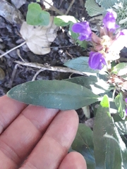 Prunella grandiflora