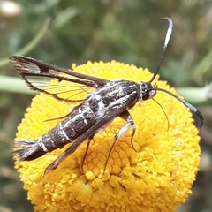 Pyropteron koschwitzi