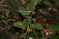 Leichhardtia flavescens