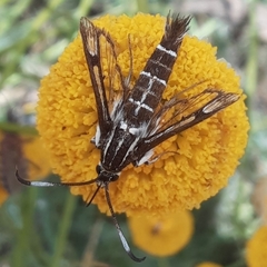 Pyropteron koschwitzi