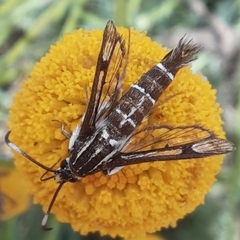 Pyropteron koschwitzi