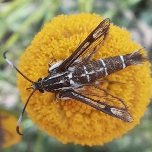 Pyropteron koschwitzi