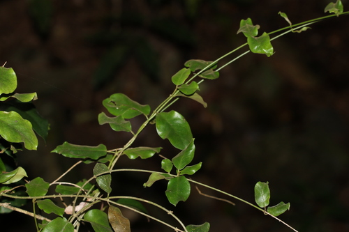 Image of Leichhardtia flavescens by (c) Greg Tasney, some rights reserved (CC BY-SA)