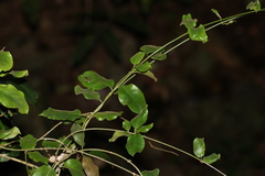 Leichhardtia flavescens