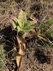 Aloe affinis