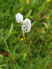 Bistorta macrophylla