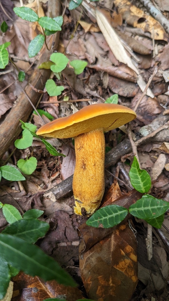 Boletus aurantiosplendens · July 2022 · photo: © atsushi_nakajima_cirque (iNaturalist, cc-by)