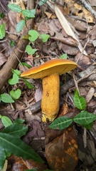 Boletus aurantiosplendens
