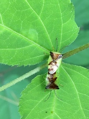 Elasmostethus atricornis