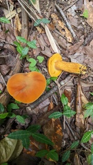 Boletus aurantiosplendens