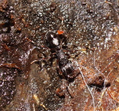 Rhytidoponera victoriae