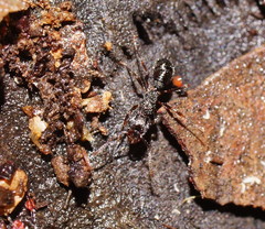 Rhytidoponera victoriae