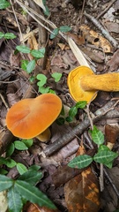 Boletus aurantiosplendens