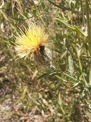 Centaurea collina