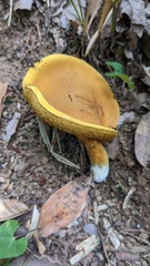 Boletus aurantiosplendens