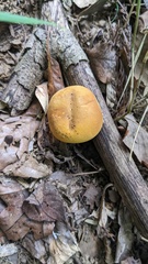 Boletus aurantiosplendens