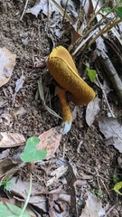 Boletus aurantiosplendens