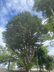 Cupressus × leylandii