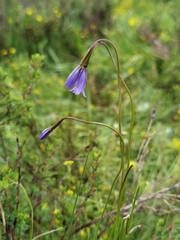 Campanula aristata