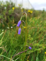 Campanula aristata