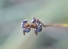 Pseudapis diversipes