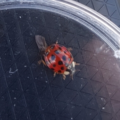 Harmonia axyridis