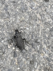 Carabus variolosus