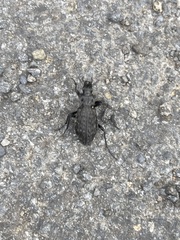 Carabus variolosus