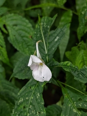 Impatiens puberula