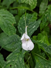 Impatiens puberula