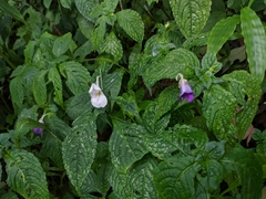 Impatiens puberula