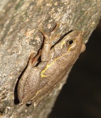 Hyperolius parallelus