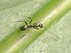 Leptomyrmex burwelli