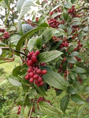 Viburnum erubescens