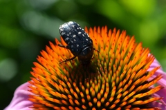 Oxythyrea funesta
