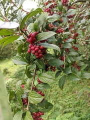 Viburnum erubescens