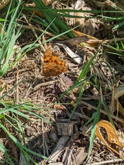Polygonia c-album