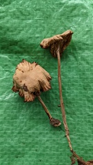 Marasmius maximus