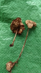 Marasmius maximus