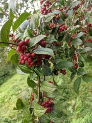 Viburnum erubescens