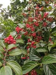 Viburnum erubescens
